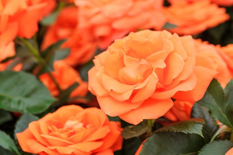 ROSA "SALMONE", kont.