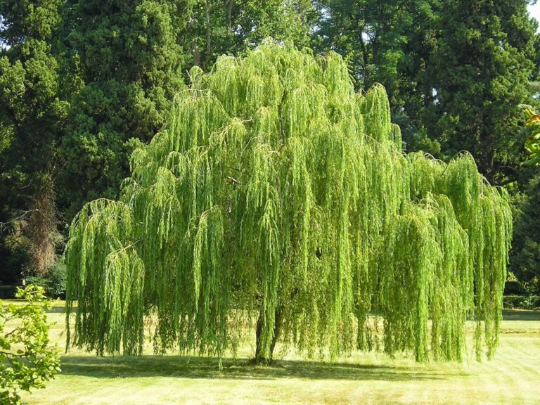 SALIX BABYLONICA, K24