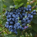 Čučoriedka BLUECROP, kont.
