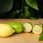 Citrus FAUSTRIME, kont.