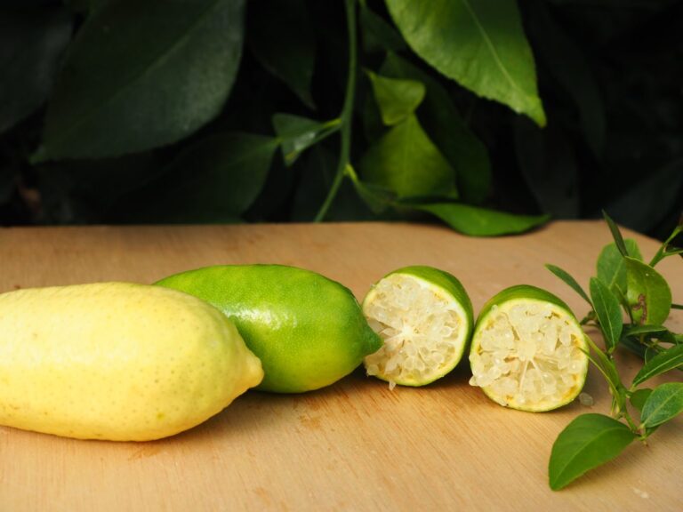 Citrus FAUSTRIME, kont.