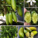 Citrus FAUSTRIME, kont.
