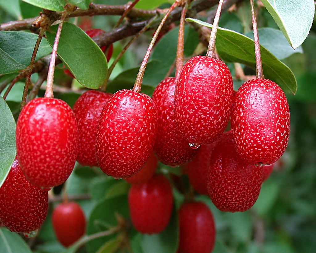 Hlošina SWEET SCARLET, kont.