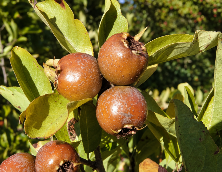 Crataemespilus, kont.