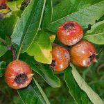Crataemespilus, kont.