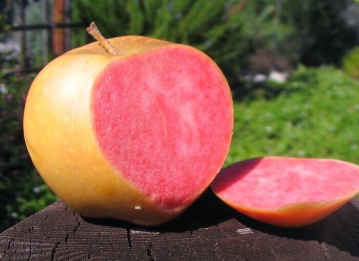 Jabloň PINK PEARL, kont.