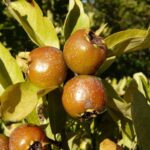 Crataemespilus, kont.