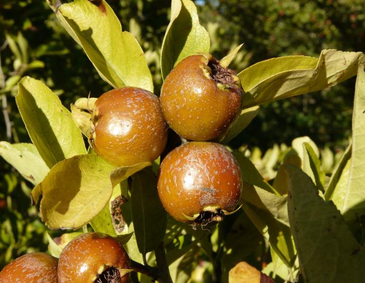 Crataemespilus, kont.