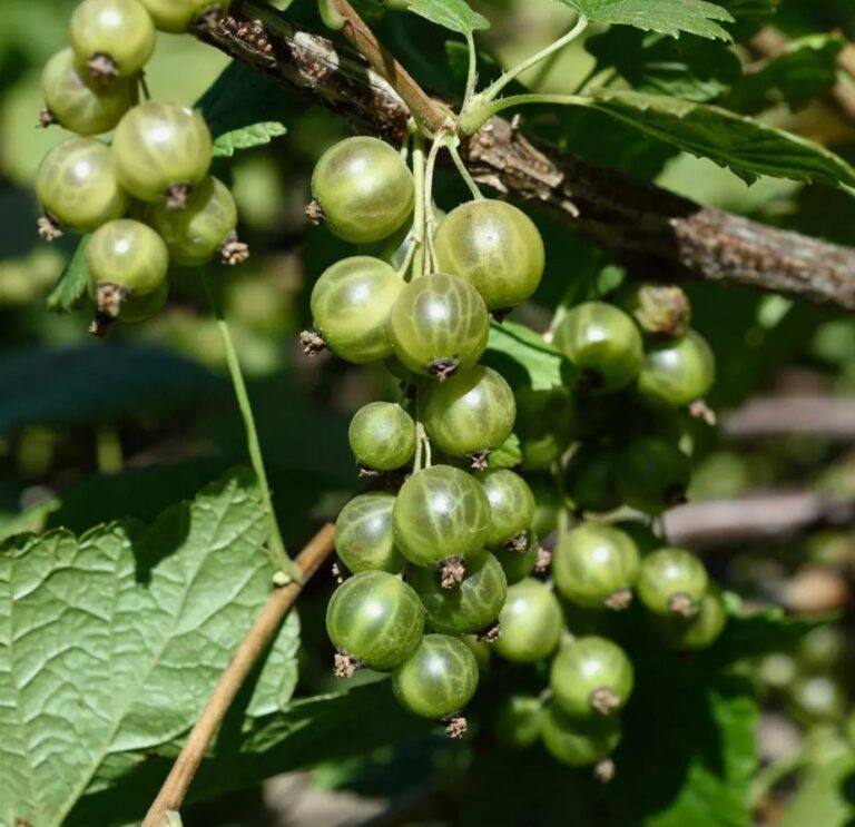 Ríbezľa kríčková OJEBLANC, kont.