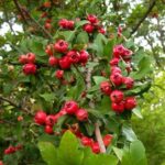 Hloh MAYHAW, kont.