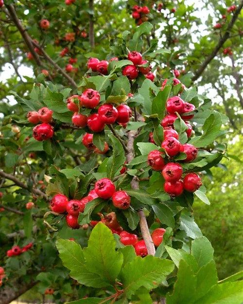 Hloh MAYHAW, kont.