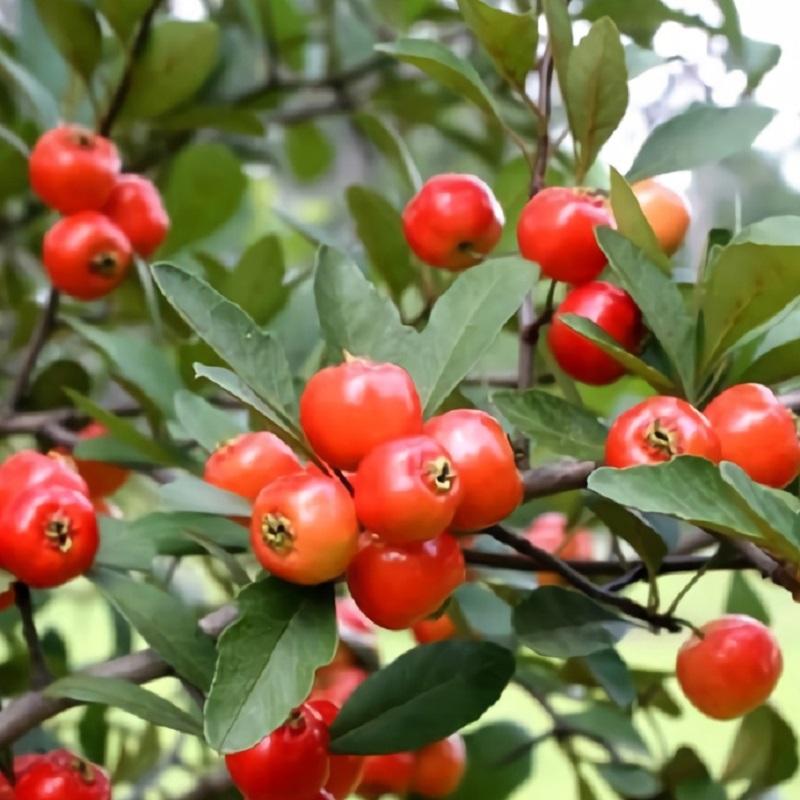 Hloh MAYHAW, kont.