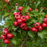 Hloh MAYHAW, kont.