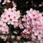 Trnka PURPUREA, kont.