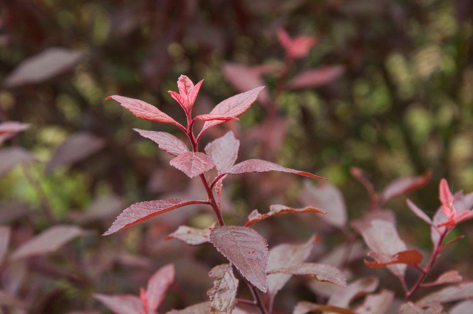 Trnka PURPUREA, kont.