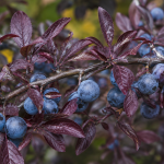 Trnka PURPUREA, kont.