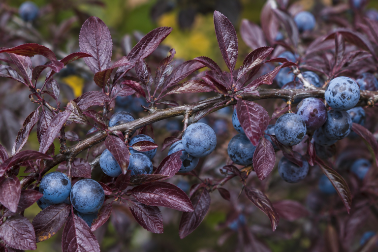 Trnka PURPUREA, kont.