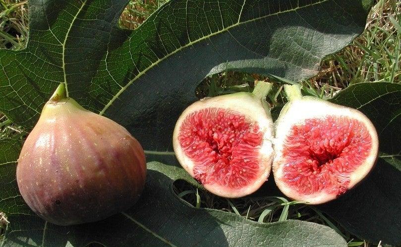 Figovník DIKSTE VIJG, kont.