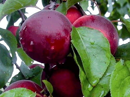 CHERRYCOSE, kont.
