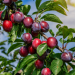Cherry-Plum® NADIA, kont.