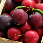 Cherry-Plum® NADIA, kont.