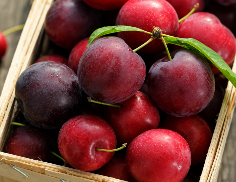 Cherry-Plum® NADIA, kont.