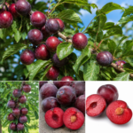 Cherry-Plum® NADIA, kont.
