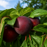 Cherry-Plum® NADIA, kont.