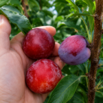 Pluot® SWEET TREAT, kont.