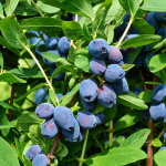 Zemolez kamčatský BLUE TREASURE, kont.