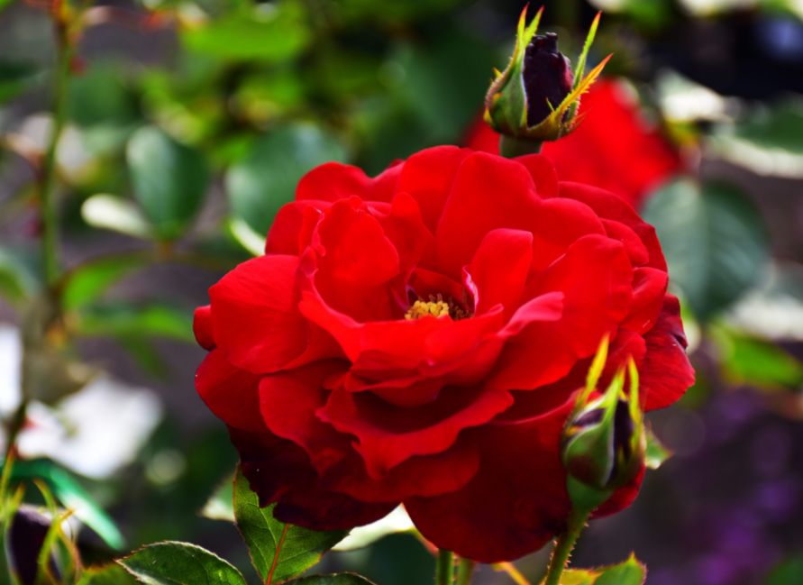 RED DELIGHT, bal.