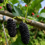 Moruša SWEET DREAM, kont.
