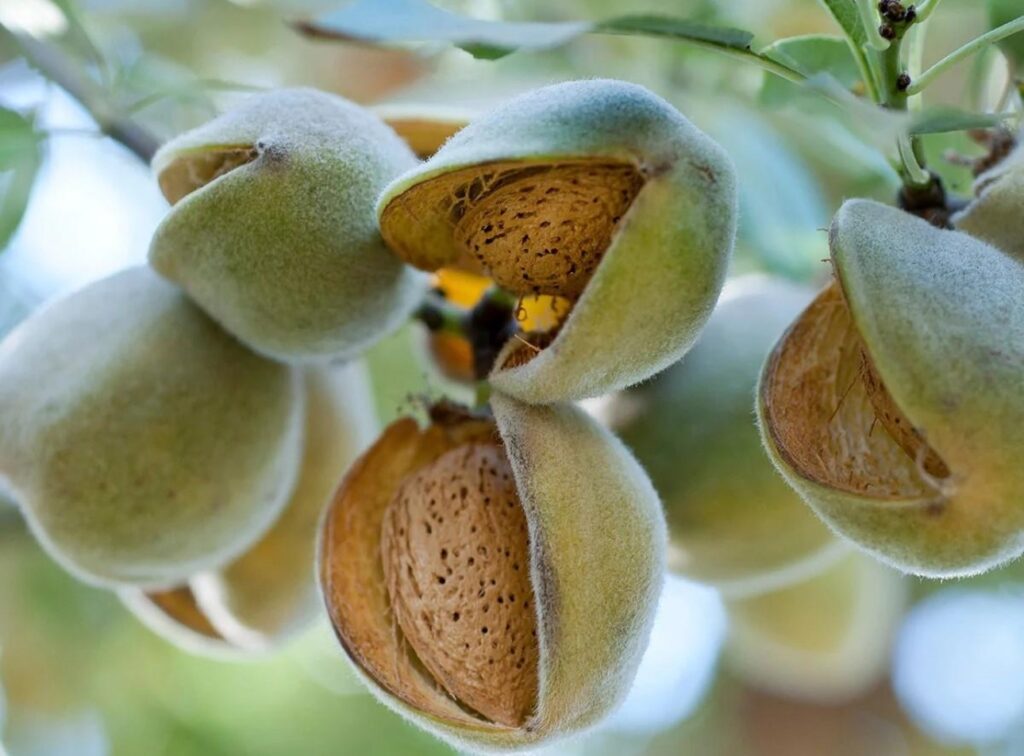 Mandľa GENCO