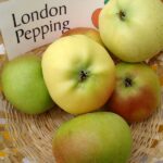 Jabloň LONDON PEPPING (LONDÝNSKE)
