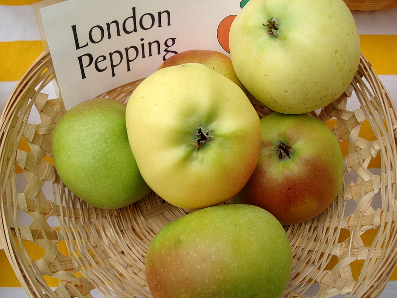 Jabloň LONDON PEPPING (LONDÝNSKE)