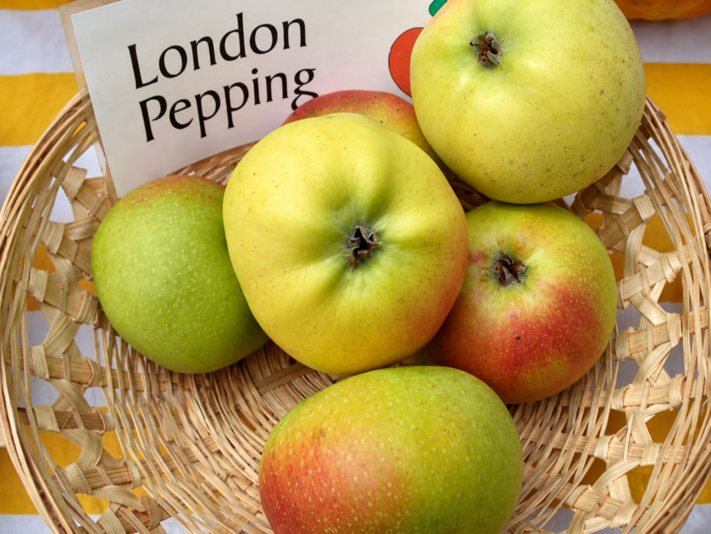 Jabloň LONDON PEPPING (LONDÝNSKE)