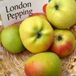 Jabloň LONDON PEPPING (LONDÝNSKE)