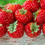 Jahoda FRAMBERRY RED DREAM, kont.