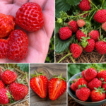 Jahoda FRAMBERRY RED DREAM, kont.