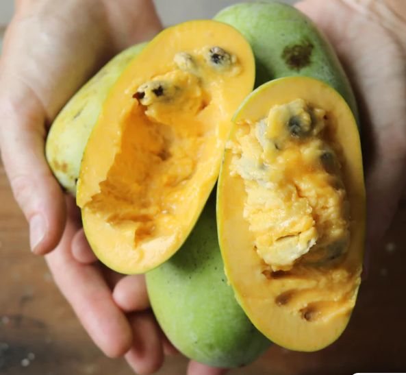 PAW PAW, kont.