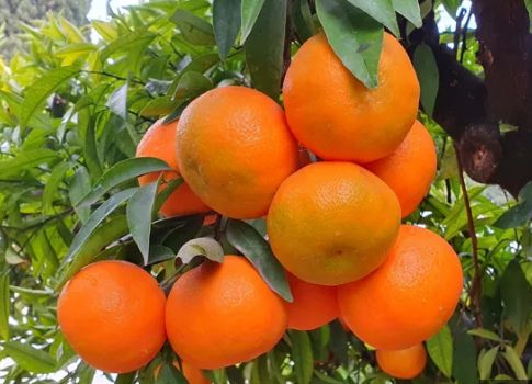 Citrus clementina "CLEMENULES"