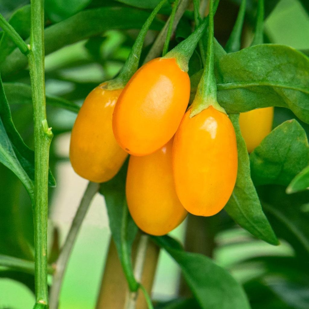 Kustovnica GOLDEN GOJI, kont.