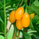 Kustovnica GOLDEN GOJI, kont.