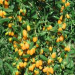 Kustovnica GOLDEN GOJI, kont.