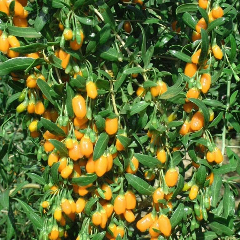 Kustovnica GOLDEN GOJI, kont.