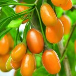 Kustovnica GOLDEN GOJI, kont.
