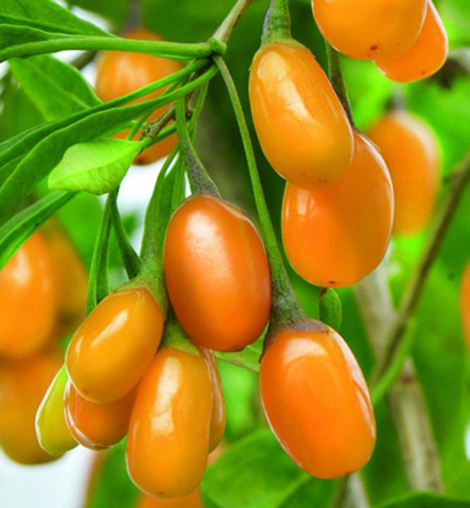Kustovnica GOLDEN GOJI, kont.
