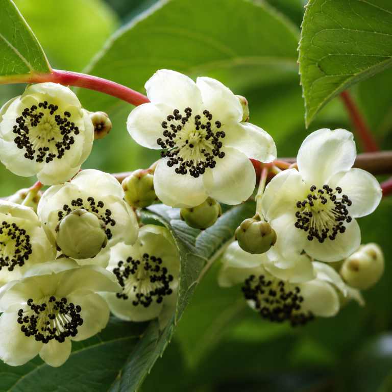 Actinidia arguta WEIKI, opeľovač ♂, kont.