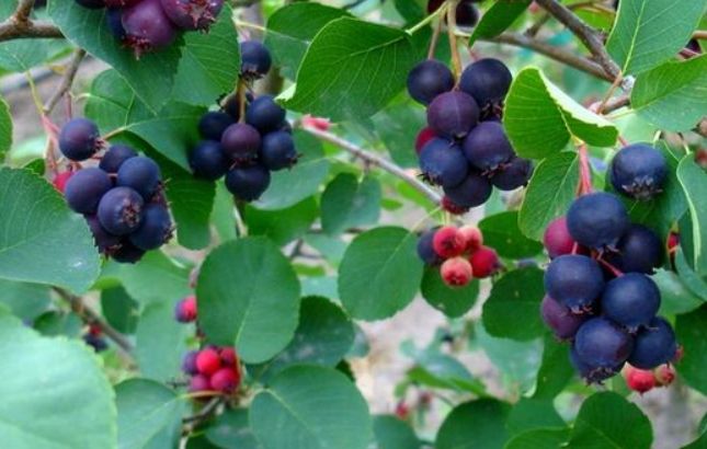 Muchovník (Amelanchier)