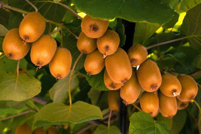 Aktinídie (kiwi)